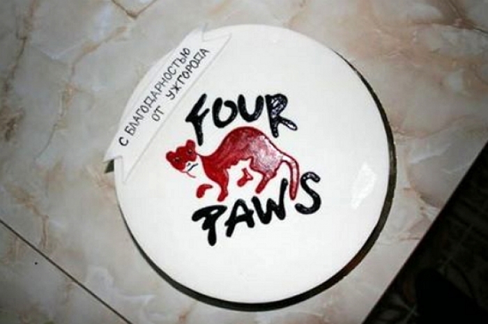 Міжнародні "Чотири лапи" візьмуться за безкоштовну стерилізацію собак в Ужгороді